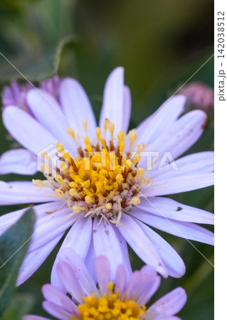 Close Up of Purple Daisy-Like Flowers with Yellow Centers in Soft Daylight Close Up of Purple Daisy-Like Flowers with Yellow Centers in Soft Daylight 142038512