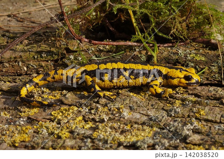 Vivid Black and Yellow fire salamander Salamandra salamandra terrestris Rest on Bark with Lichen in Natural Forest Habitat 142038520