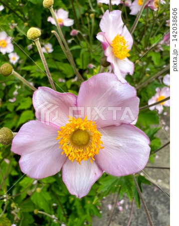 Vibrant pink petals and bright yellow center of a delicate blossom with lush green foliage, close up view 142038606