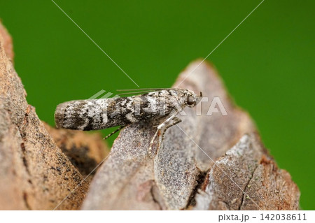 Pine Moth Perched on Bark with Green Background, Detailed Close-up of Insect Life Pine Moth Perched on Bark with Green Background, Detailed Close-up of Insect Life 142038611