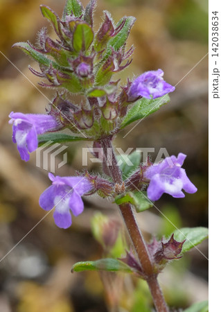 Closeup on the small blue floweros of the Cutleaf germander, Teucrium botrys, Viroin, Belgium 142038634