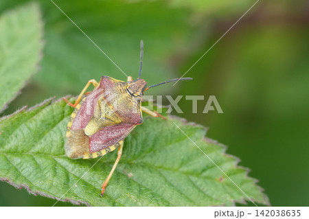 Closeup on the rare Black-shouldered Shieldbug, Carpocoris purpureipennis 142038635