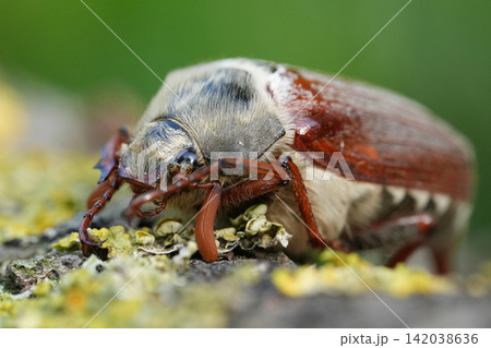 Closeup on a Maybug or May chafer, Melolontha melolontha sitting on wood 142038636