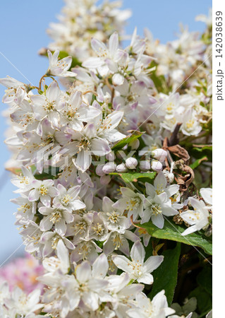 Closeup on a rich flowering deciduous flowering Deutzia shrub flowers Closeup on a rich flowering deciduous flowering Deutzia shrub flowers 142038639