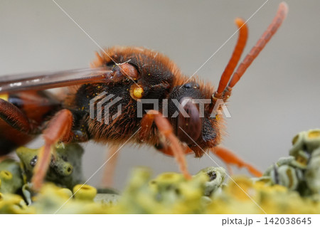 Closeup on a vibrant red female Lathbury nomad bee, Nomada lathburiana Closeup on a vibrant red female Lathbury nomad bee, Nomada lathburiana 142038645