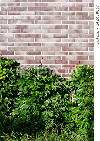 Background of a modern light brown brick wall with vibrant green climbing vines growing at the base Background of a modern light brown brick wall with vibrant green climbing vines growing at the base 142038867