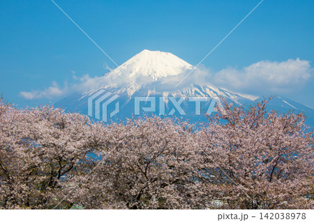 富士と桜 142038978
