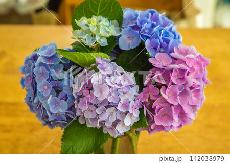 紫陽花 紫陽花 142038979