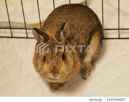 室内で正面を見つめる茶色いウサギ 室内で正面を見つめる茶色いウサギ 142039007