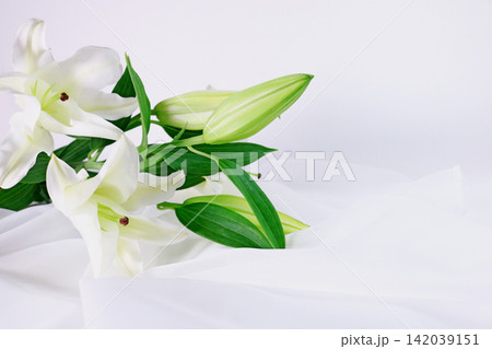 白い百合の花 白い布の背景 白い百合の花 白い布の背景 142039151