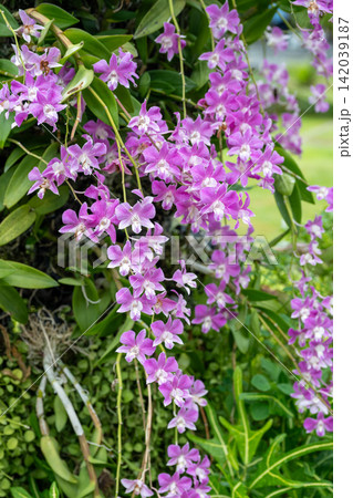 Purple orchid flower cluster hanging among green foliage in tropical garden, creating vivid natural floral display Purple orchid flower cluster hanging among green foliage in tropical garden, creating vivid natural floral display 142039187