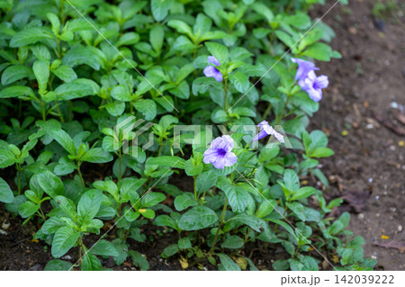 Purple flower flowering plant green leaf garden ground cover tropical plant botanical garden Purple flower flowering plant green leaf garden ground cover tropical plant botanical garden 142039222