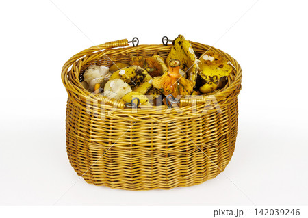 Traditional wicker basket containing edible wild mushrooms, including saffron milkcap and russula, isolated on a white background. Traditional wicker basket containing edible wild mushrooms, including saffron milkcap and russula, isolated on a white background. 142039246