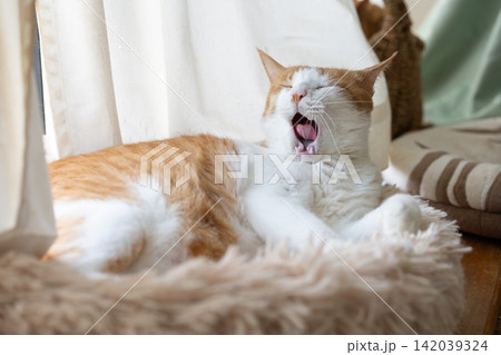 欠伸をする猫 茶トラ白 欠伸をする猫 茶トラ白 142039324
