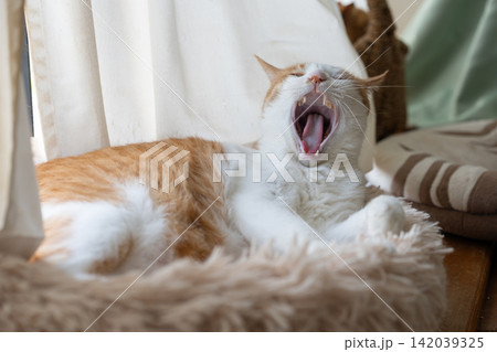 欠伸をする猫 茶トラ白 欠伸をする猫 茶トラ白 142039325