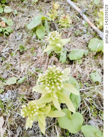 春の訪れを知らせる地面から顔を出した野生のふきのとう 春の訪れを知らせる地面から顔を出した野生のふきのとう 142039329