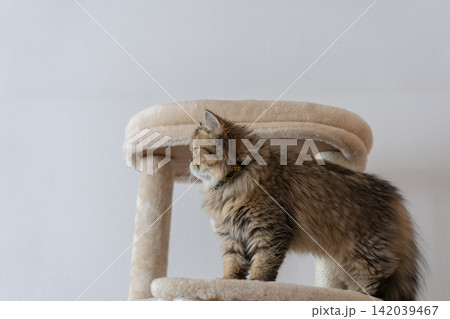 キャットタワーの上でくつろぐ可愛い猫 ペルシャ猫 キャットタワーの上でくつろぐ可愛い猫 ペルシャ猫 142039467