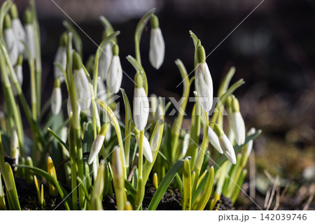 Fresh white snowdrop flowers blooming in a sunny garden bed, reflecting the arrival of early spring with delicate petals and green stems under natural soft light for seasonal nature Fresh white snowdrop flowers blooming in a sunny garden bed, reflecting the arrival of early spring with delicate petals and green stems under natural soft light for seasonal nature 142039746