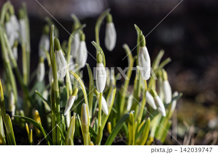 Delicate white snowdrop flowers blooming in a sunny garden, capturing the fresh awakening of nature and early spring season with soft natural light on green stems and bright petals 142039747