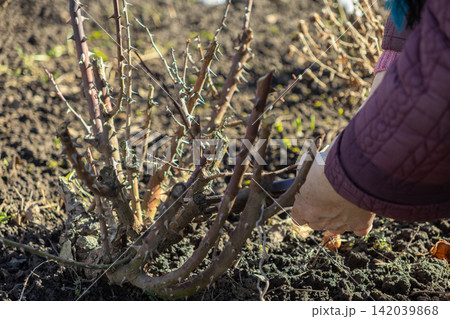A gardener uses pruning shears to trim a dormant rose bush in an early spring garden, showcasing careful seasonal plant maintenance and preparation for healthy growth in the soil A gardener uses pruning shears to trim a dormant rose bush in an early spring garden, showcasing careful seasonal plant maintenance and preparation for healthy growth in the soil 142039868