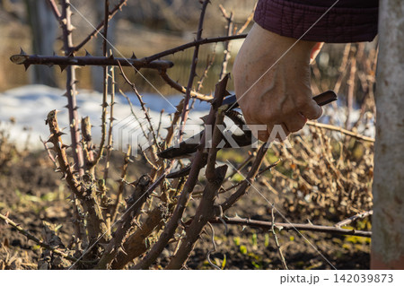 A gardener prunes rose bushes with steel shears in a sunny spring yard, maintaining woody stems for healthy plant growth and blooming while performing essential seasonal landscape work A gardener prunes rose bushes with steel shears in a sunny spring yard, maintaining woody stems for healthy plant growth and blooming while performing essential seasonal landscape work 142039873