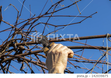 A gardener uses steel shears to prune dry grapevine branches against a clear blue sky, capturing the seasonal maintenance and care required for healthy vineyard growth in early spring A gardener uses steel shears to prune dry grapevine branches against a clear blue sky, capturing the seasonal maintenance and care required for healthy vineyard growth in early spring 142039875
