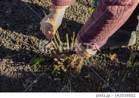 A gardener uses sharp pruning shears to trim rose bushes in a dark soil garden bed, representing essential seasonal maintenance for healthy plant growth and blooming spring flowers 142039882