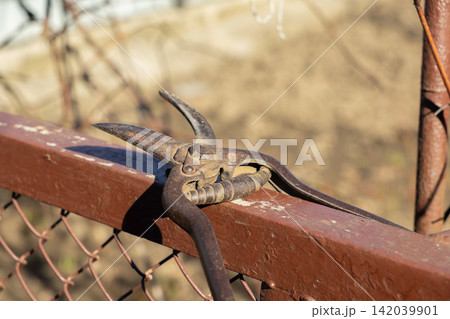 A weathered vintage garden shear rests upon a rusted metal fence, evoking a sense of timeless manual work and traditional cultivation within a quiet sunny outdoor yard environment A weathered vintage garden shear rests upon a rusted metal fence, evoking a sense of timeless manual work and traditional cultivation within a quiet sunny outdoor yard environment 142039901