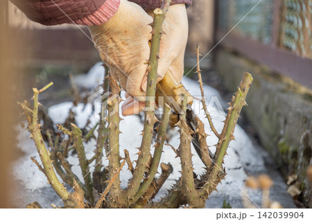 A senior person uses pruning shears to trim thorny rose bush stems in a garden during late winter, conveying seasonal yard maintenance and careful preparation for spring growth A senior person uses pruning shears to trim thorny rose bush stems in a garden during late winter, conveying seasonal yard maintenance and careful preparation for spring growth 142039904