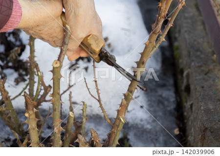 A senior hand uses garden shears to prune thorny rose bushes in early spring, symbolizing careful seasonal preparation and dedication to hobby gardening for a healthy plant growth 142039906