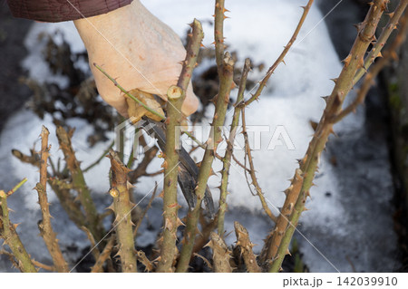 A gardener uses sharp steel pruning shears to trim thorny rose bush branches in a dormant winter garden, demonstrating essential maintenance for healthy spring growth and yard care A gardener uses sharp steel pruning shears to trim thorny rose bush branches in a dormant winter garden, demonstrating essential maintenance for healthy spring growth and yard care 142039910