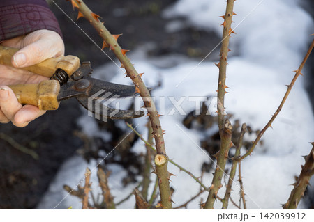 A gardener uses hand shears to trim thorny rose bush stems in a late winter garden setting, capturing essential early spring plant maintenance work for healthy floral growth cycles A gardener uses hand shears to trim thorny rose bush stems in a late winter garden setting, capturing essential early spring plant maintenance work for healthy floral growth cycles 142039912