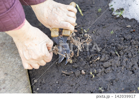 A senior person uses pruning shears to trim withered plants in dark soil, showcasing seasonal garden maintenance and active lifestyle habits during the early spring planting period A senior person uses pruning shears to trim withered plants in dark soil, showcasing seasonal garden maintenance and active lifestyle habits during the early spring planting period 142039917