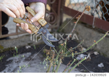 An elderly person holds garden shears and prunes a rose bush stem in a backyard, illustrating careful seasonal plant maintenance and sustainable horticultural hobby activity outdoors An elderly person holds garden shears and prunes a rose bush stem in a backyard, illustrating careful seasonal plant maintenance and sustainable horticultural hobby activity outdoors 142039920