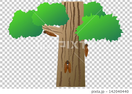A tree where a cicada landed A tree where a cicada landed 142040440
