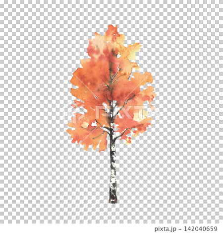 Autumn birch tree with yellow, orange leaves, foliage. Hand painted watercolor illustration isolated on white background for nature landscape design, deciduous fall forest, greeting cards, posters. Autumn birch tree with yellow, orange leaves, foliage. Hand painted watercolor illustration isolated on white background for nature landscape design, deciduous fall forest, greeting cards, posters. 142040659