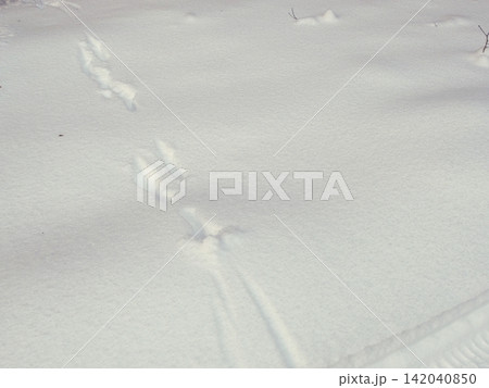 Traces of fox, little beast in the snow. Fox footprints in the deep snow. Follow the trail of wild animals in winter season. Animal tracking, snow print identification. Identifying. Identify Traces of fox, little beast in the snow. Fox footprints in the deep snow. Follow the trail of wild animals in winter season. Animal tracking, snow print identification. Identifying. Identify 142040850