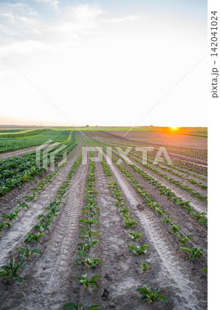 Agricultural field with rows of young green plants growing under a warm sunset light on a farm Agricultural field with rows of young green plants growing under a warm sunset light on a farm 142041024