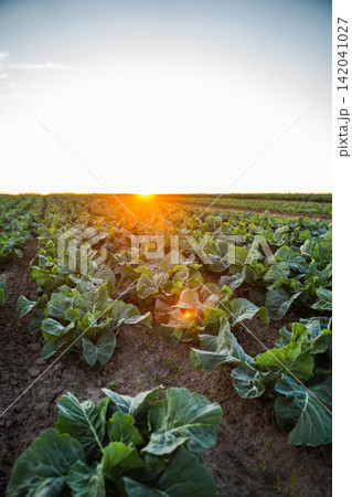 Expanding agricultural field of green cabbage plants growing in rich soil during a beautiful sunset, symbolizing growth and harvest Expanding agricultural field of green cabbage plants growing in rich soil during a beautiful sunset, symbolizing growth and harvest 142041027
