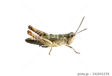 grasshopper standing on blue background grasshopper standing on blue background 142041259