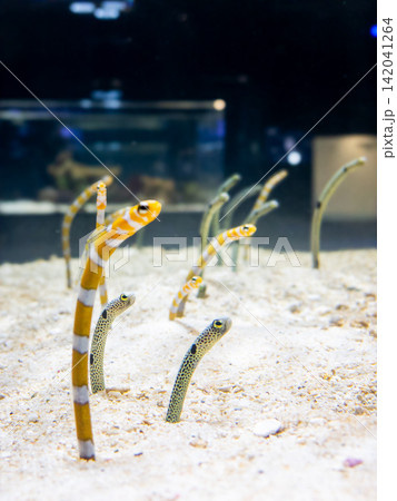 砂地から体を出して群れで泳ぐチンアナゴ類 水族館の海洋生物と水中生態 砂地から体を出して群れで泳ぐチンアナゴ類 水族館の海洋生物と水中生態 142041264