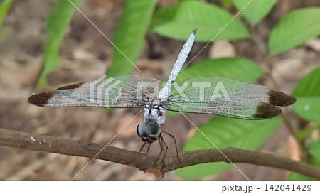 Macro Shot of a Pale Blue Dragonfly Perched on a Branch Macro Shot of a Pale Blue Dragonfly Perched on a Branch 142041429