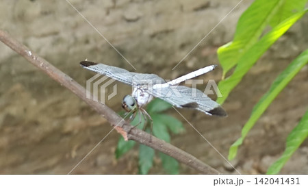 Macro Shot of a Pale Blue Dragonfly Perched on a Branch Macro Shot of a Pale Blue Dragonfly Perched on a Branch 142041431