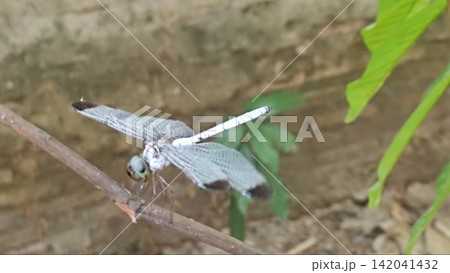 Macro Shot of a Pale Blue Dragonfly Perched on a Branch 142041432