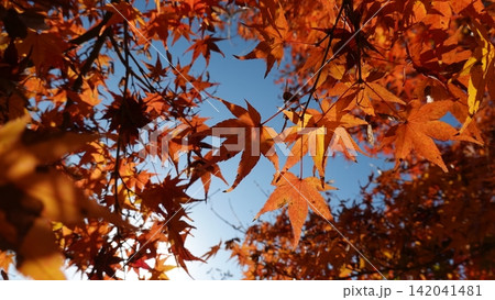 青空に映える紅葉と秋の陽光 青空に映える紅葉と秋の陽光 142041481