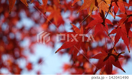 青空に映える紅葉と秋の陽光 青空に映える紅葉と秋の陽光 142041490