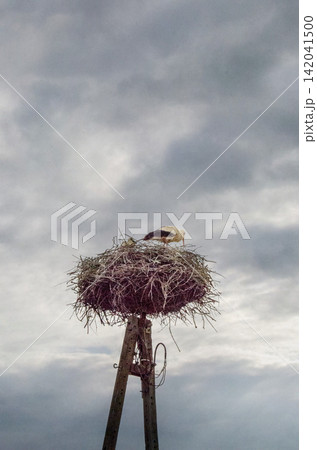 A stork stands in its nest, Builds the nest. A stork stands in its nest, Builds the nest. 142041500