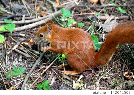 a red squirrel in a clearing takes a nut from a hand. a red squirrel in a clearing takes a nut from a hand. 142041502