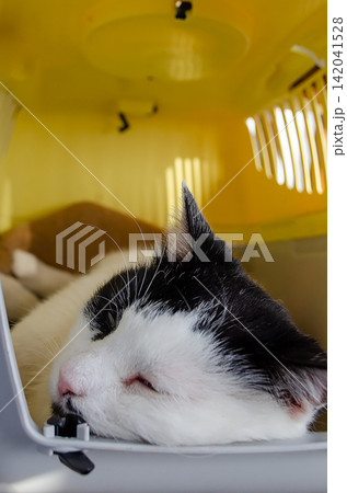 Common young male cat with green eyes resting calmly inside its pet carrier Common young male cat with green eyes resting calmly inside its pet carrier 142041528