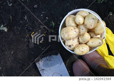Harvesting potatoes in the garden during daytime Harvesting potatoes in the garden during daytime 142041564